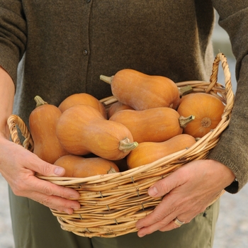 Cucurbita moschata 'Honeynut'