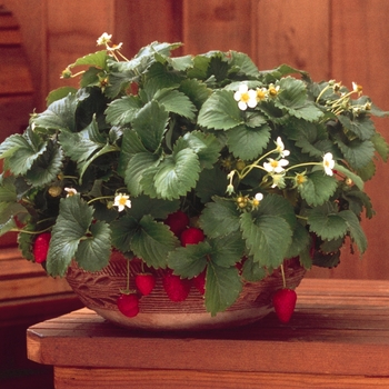 Fragaria x ananassa 'Fresca'