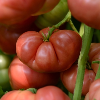 Lycopersicon esculentum Heirloom Marriage™ 'Big Brandy'