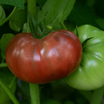 Lycopersicon esculentum Heirloom Marriage™ 'Cherokee Carbon'