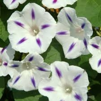 Ipomoea purpurea 'Milky Way' 