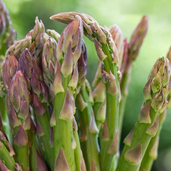 Asparagus officinalis 'Jersey Knight'