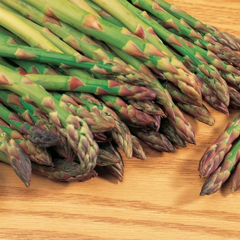 Asparagus officinalis 'Mary Washington' 