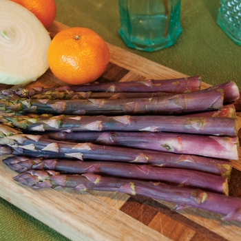 Asparagus officinalis 'Purple Passion'