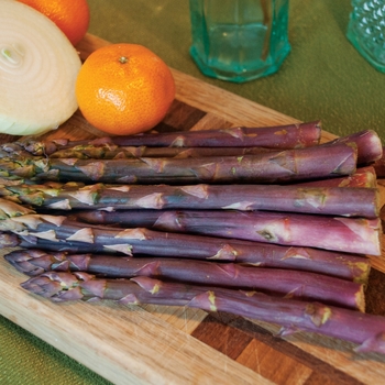 Asparagus officinalis 'Purple Passion' 