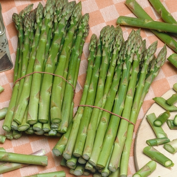 Asparagus officinalis 'UC-157'