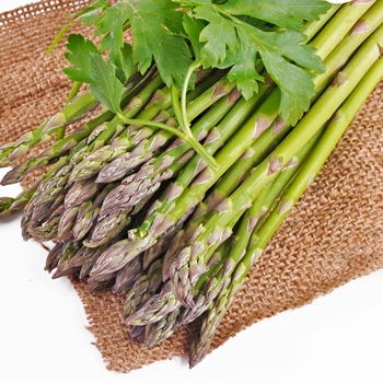 Asparagus officinalis 'Viking KB3'