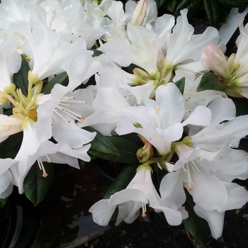 Rhododendron 'Dora Amateis' 