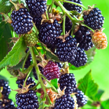 Rubus 'Arapaho'