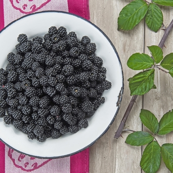 Rubus 'Ebony King' 