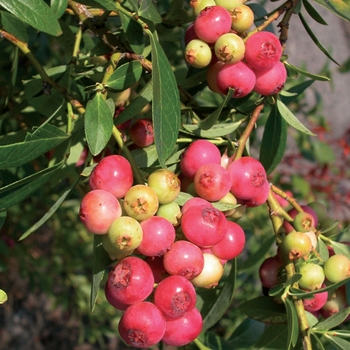 Vaccinium 'Pink Lemonade'