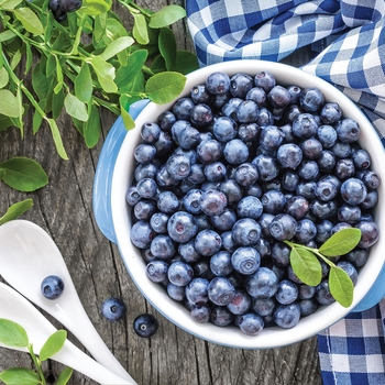 Vaccinium angustifolium 'Sunshine Blue' 