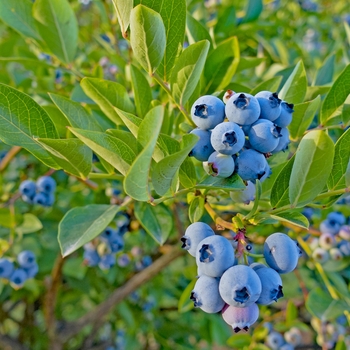 Vaccinium angustifolium 'Top Hat'