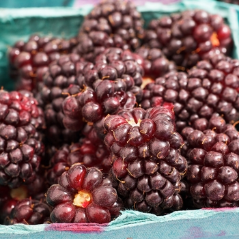 Rubus ursinus x ideaus 'Thornless' 