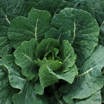 Brassica oleracea var. acephal 'Tiger'