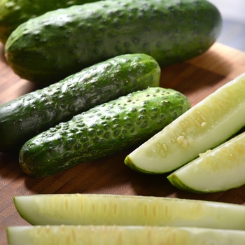 Cucumis sativus 'Gherking'