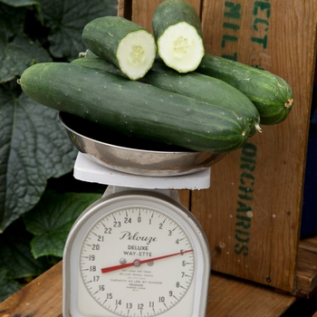 Cucumis sativus 'Peticue'