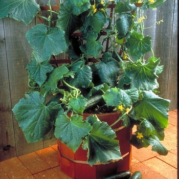 Cucumis sativus 'Salad Bush' 