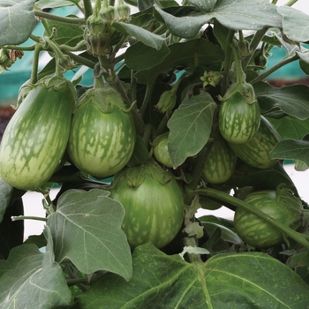 Solanum melongena 'Emerald Isle' 