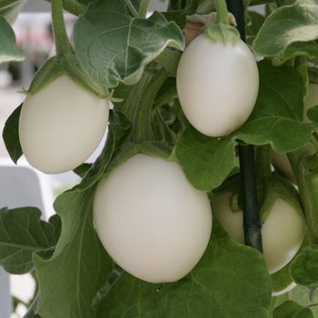 Solanum melongena 'Ivory'