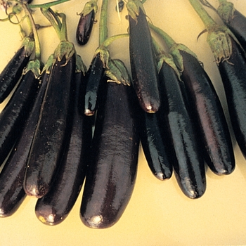 Solanum melongena 'Little Fingers' 