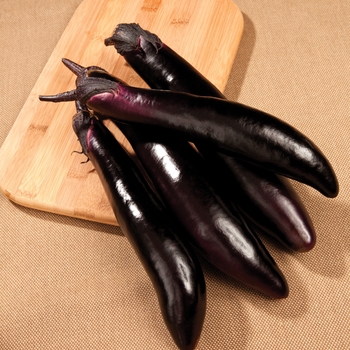 Solanum melongena 'Shikou' 