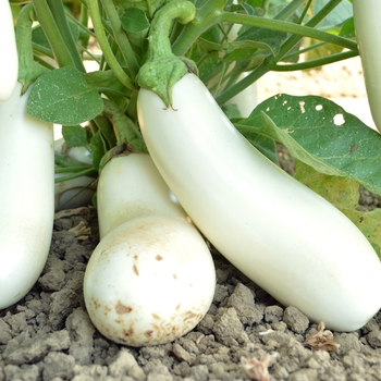 Solanum melongena 'Snowy'