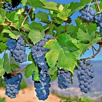 Vitis vinifera 'Mars'