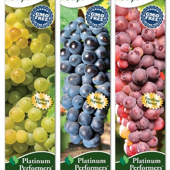 Vitis 'Multiple Varieties'