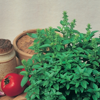 Ocimum basilicum 'Spicy Globe'