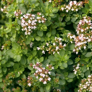 Origanum vulgare 'Compactum'