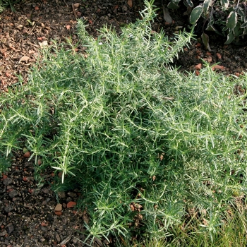 Rosmarinus officinalis 'Prostratus' 