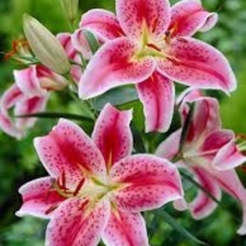 Lilium 