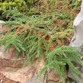 Cotoneaster horizontalis 'Perpusillus' 