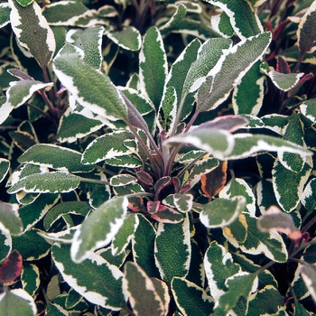 Salvia officinalis 'Tricolor' 