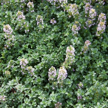 Thymus x citriodorus