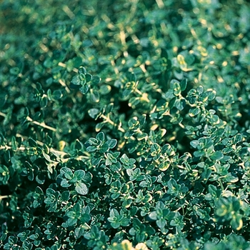 Thymus x citriodorus 'Doone Valley'