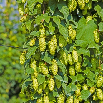 Humulus lupulus 'Cascade' 