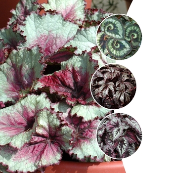 Begonia rex-cultorum 'Multiple Varieties'