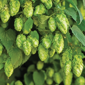 Humulus lupulus 'Nugget'