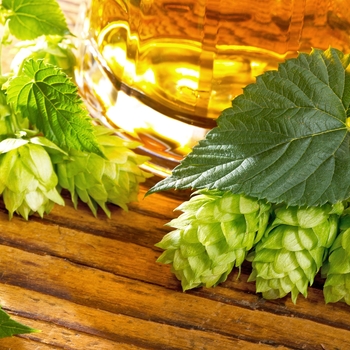 Humulus lupulus 'Willamette' 