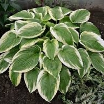 Hosta 'Alex Summers' 