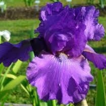 Iris germanica 'American Classic' 