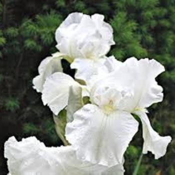 Iris germanica 'Acapulco Sunset' 