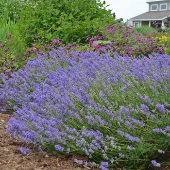 Lavandula angustifolia 'Sharon Roberts' English Lavender from Garden ...