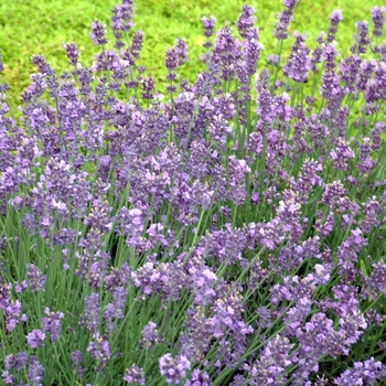 Lavandula angustifolia 'Munstead'