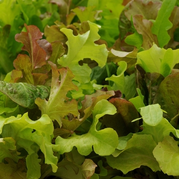 Lactuca sativa 'Gourmet Blend' 