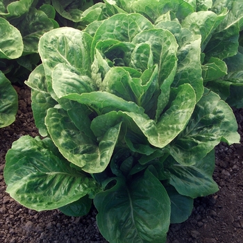 Lactuca sativa 'Valley Heart' 