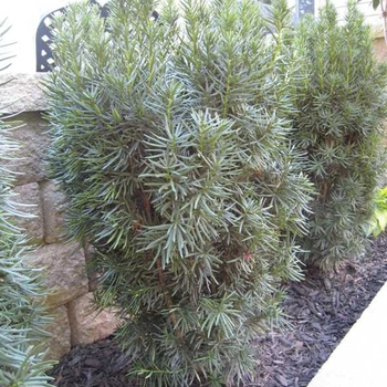 Taxus x media 'Citation' 