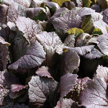 Brassica juncea 'Deep Purple'